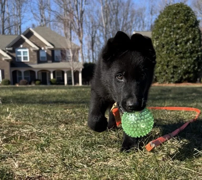 Elite Puppy Training